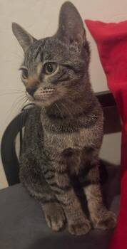 Siuan -  Tabby Cat for Adoption in Tucson, Arizona - Siuan | PetCurious