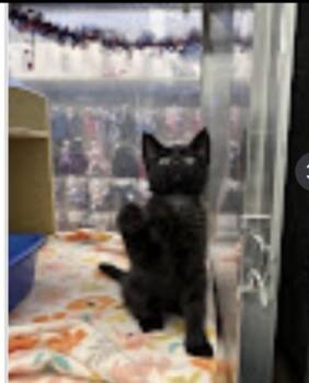 Mordecai -  Domestic Short Hair Cat for Adoption in Lafayette, Colorado - Mordecai | PetCurious