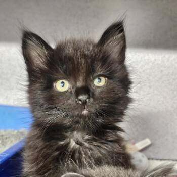Domestic Medium Hair Cats Available for Adoption in Evansville, Indiana - Tom Collins | PetCurious