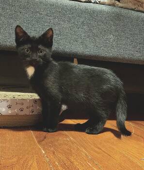 Domestic Short Hair Cats Available for Adoption in Fullerton, Pennsylvania - Rocky | PetCurious