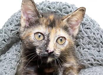 BIRDIE -  Domestic Short Hair Cat for Adoption in Fort Lauderdale, Florida - BIRDIE | PetCurious