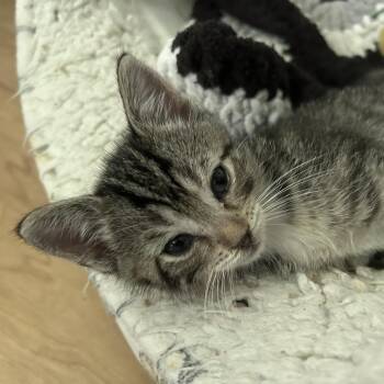 Arugula -  American Shorthair Cat for Adoption in Huntsville, Alabama - Arugula | PetCurious