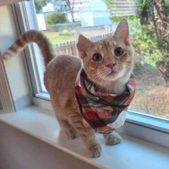 Keanu -  Domestic Short Hair Cat for Adoption in Chattanooga, Tennessee - Keanu | PetCurious