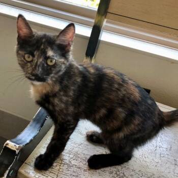 Natalia -  Domestic Short Hair Cat for Adoption in Lodi, California - Natalia | PetCurious