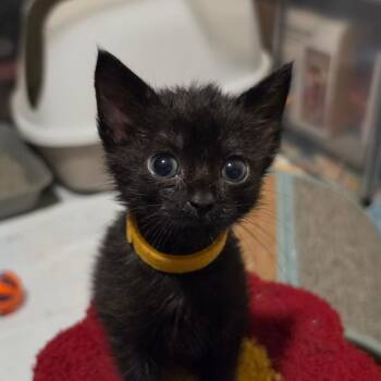 Sweet Potato -  Domestic Short Hair Cat for Adoption in Columbia, Missouri - Sweet Potato | PetCurious