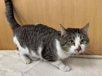 Domestic Short Hair Cats Available for Adoption - CLOUD | PetCurious