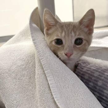 Maui -  Domestic Short Hair Cat for Adoption in York, Pennsylvania - Maui | PetCurious