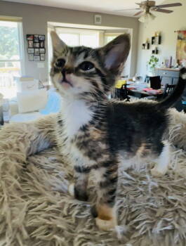 Rescue Domestic Short Hair and Torbie Cats for Adoption in Walled Lake, Michigan - Constance | PetCurious