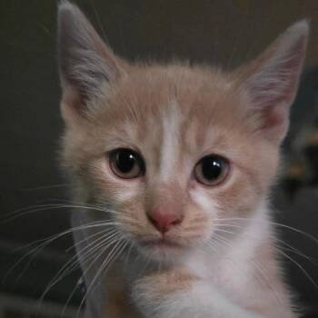 Keme -  Domestic Short Hair Cat Available for Adoption in Watertown, New York - Keme | PetCurious