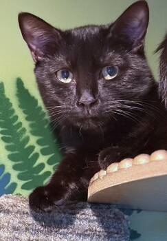 Pinto K -  American Shorthair Cat for Adoption in Trenton, New Jersey - Pinto K | PetCurious