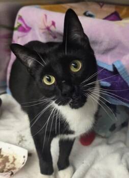 Sharon -  Domestic Short Hair Cat for Adoption in Verona, Wisconsin - Sharon | PetCurious