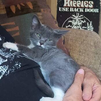 Mouse -  Domestic Short Hair Cat for Adoption in Chandler, Arizona - Mouse | PetCurious