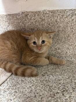 Jupiter -  Domestic Short Hair Cat for Adoption in Schenectady, New York - Jupiter | PetCurious