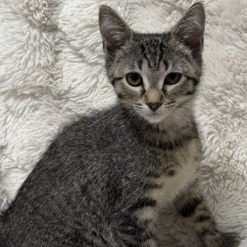 London -  Tabby Cat for Adoption in Pasco, Washington - London | PetCurious