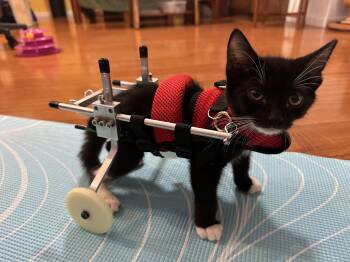 Rescue Domestic Short Hair Cats for Adoption in Honolulu, Hawaii - Huggie Bear | PetCurious