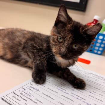 Rescue Domestic Short Hair Cats for Adoption in Lynchburg, Virginia - Sweet Susie | PetCurious