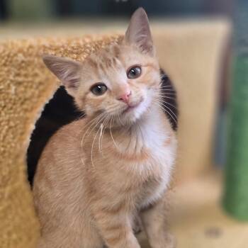 Reginald -  Domestic Short Hair Cat for Adoption in La Grange, Kentucky - Reginald | PetCurious