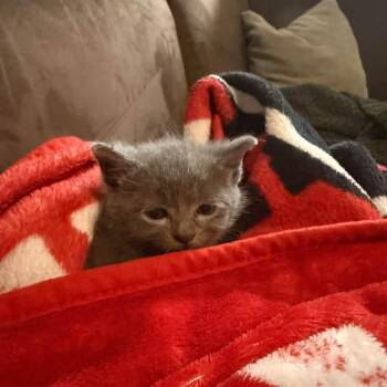 Smokey -  Domestic Short Hair Cat for Adoption in Harrisonburg, Virginia - Smokey | PetCurious