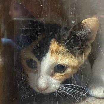 Swiss -  Domestic Short Hair Cat for Adoption - Swiss | PetCurious