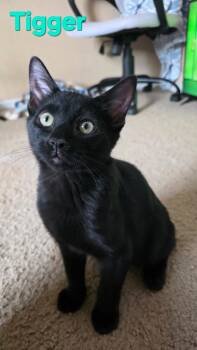 Tigger -  American Shorthair Cat for Adoption in Albuquerque, New Mexico - Tigger | PetCurious