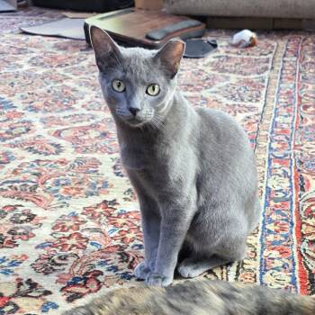 Party -  Russian Blue and Domestic Short Hair Cat for Adoption in Lombard, Illinois - Party | PetCurious