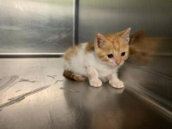 A232250 -  Domestic Short Hair Cat for Adoption in Grand Prairie, Texas - A232250 | PetCurious