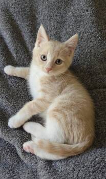 Author -  Domestic Short Hair Cat for Adoption in San Jose, California - Author | PetCurious