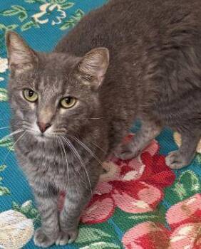 Rescue Tabby Cats for Adoption in Newburg, Missouri - July | PetCurious