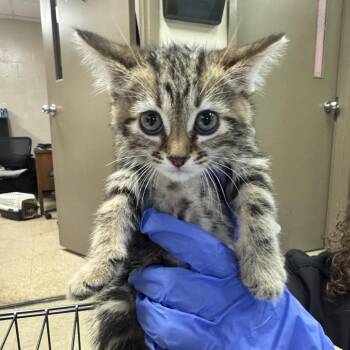 Duchess -  Domestic Medium Hair Cat for Adoption in Birmingham, Alabama - Duchess | PetCurious