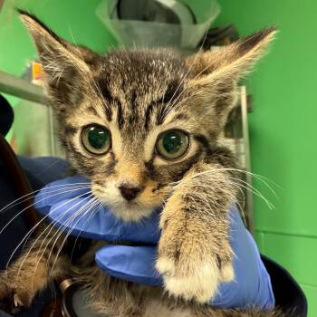 Domestic Short Hair Cats Available for Adoption in Philadelphia, Pennsylvania - Phoebe | PetCurious