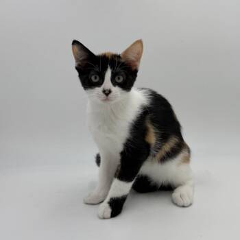 Nessa -  Domestic Short Hair Cat for Adoption in State College, Pennsylvania - Nessa | PetCurious