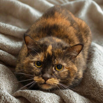 Rescue Domestic Medium Hair Cats for Adoption in Chattanooga, Tennessee - Trixie | PetCurious