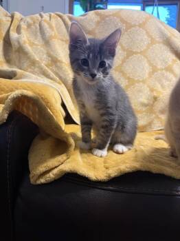 Swiss -  Domestic Short Hair Cat for Adoption in Wheaton, Illinois - Swiss | PetCurious