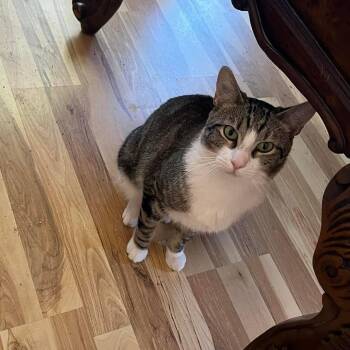 Sam (Bonded with Sally) -  Domestic Short Hair Cat for Adoption in San Tan Valley, Arizona - Sam (Bonded With Sally) | PetCurious