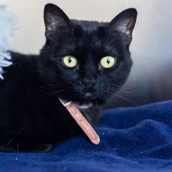 Matilda -  Domestic Short Hair Cat for Adoption in Wilmington, Delaware - Matilda | PetCurious