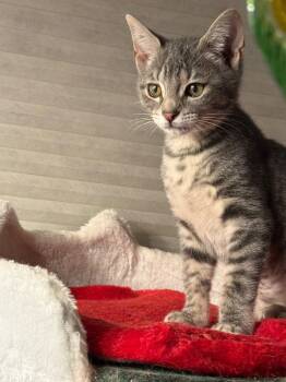 Wolf -  Tabby and Domestic Short Hair Cat for Adoption in Garner, North Carolina - Wolf | PetCurious