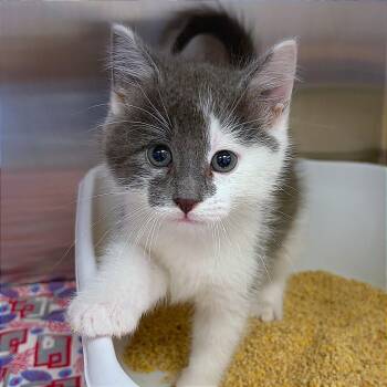 Sinjon -  Domestic Short Hair Cat for Adoption in Hannibal, Missouri - Sinjon | PetCurious
