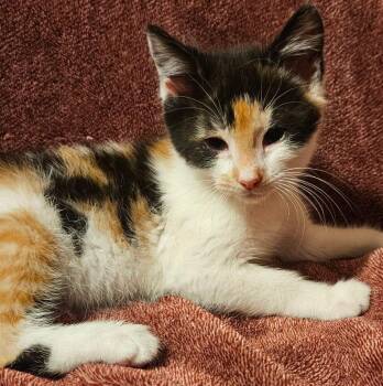 Kelly -  Calico Cat Available for Adoption in Pasco, Washington - Kelly | PetCurious