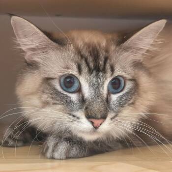Domestic Short Hair Cats Available for Adoption in Port Washington, New York - Chrysalis | PetCurious