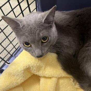 71450 -  Domestic Short Hair Cat for Adoption in Harrisonburg, Virginia - 71450 | PetCurious