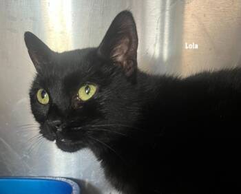Rescue Domestic Short Hair Cats for Adoption in Windsor, Connecticut - 153-Lola | PetCurious