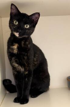 Domestic Short Hair Cats Available for Adoption - Selene | PetCurious