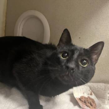 Domestic Medium Hair Cats Available for Adoption - Shadow | PetCurious