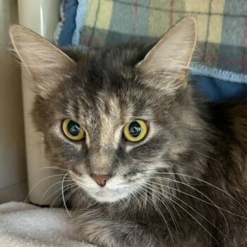 Kesha -  Domestic Medium Hair Cat for Adoption in Lansing, Michigan - Kesha | PetCurious