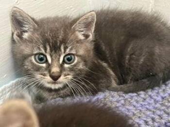 Mr. Big -  Tabby and Domestic Short Hair Cat for Adoption in Oradell, New Jersey - Mr. Big | PetCurious