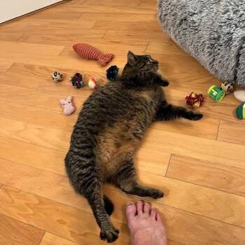 Spice -  Domestic Short Hair Cat for Adoption in Melbourne, Kentucky - Spice | PetCurious