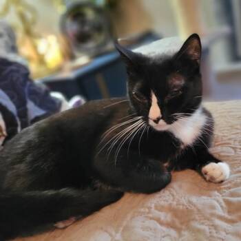Domestic Short Hair Cats Available for Adoption - Asher | PetCurious