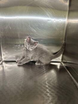 Domestic Long Hair Cats Available for Adoption in Marietta, Georgia - Earl Grey | PetCurious