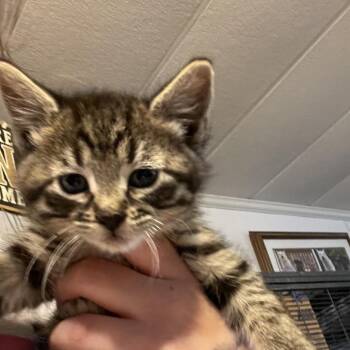Rollie Pollie -  Domestic Short Hair Cat for Adoption in Hanna City, Illinois - Rollie Pollie | PetCurious