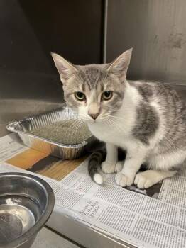 Rescue Domestic Short Hair Cats for Adoption in Aurora, Illinois - CORTLAND | PetCurious